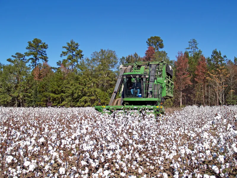 Cotton processing